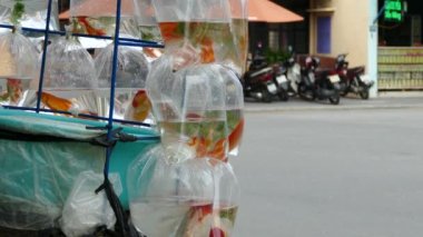Hoi An Vietnam sokaklarında bir motosikletin arkasında plastik bir torba içinde altın balığın yakınından geç.