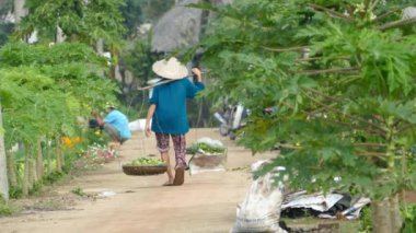 Vietnamlı kadın Hoi An Vietnam 'ın kırsal kesimindeki çiftlik arazisinde yürüyor.