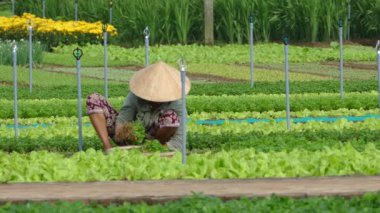 Vietnamlı kadın Hoi An Vietnam kırsalında sebze topluyor.