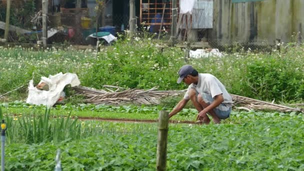 Landwirt arbeitet und raucht ein Sigaret auf dem Land von Hoi An Vietnam