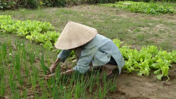 Anciana Vietnamita Recogiendo Cebolla Primaveral Tierras Cultivo Hoi Vietnam — Vídeo de stock