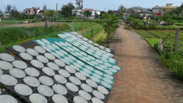 海南一个农场和农村的干米纸 — 图库视频影像