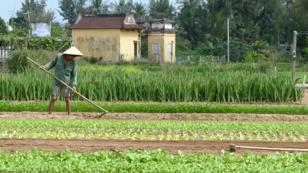 Farmer Working Countryside Hoi Vietnam — Stock Video
