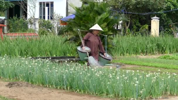 在越南惠安 一位越南女士在农田里微笑着浇灌着春天的洋葱 — 图库视频影像