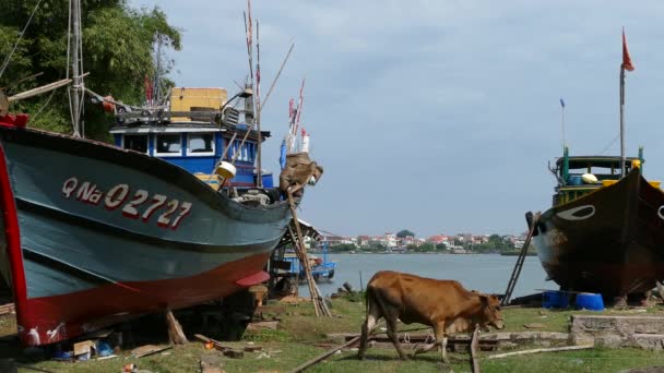 Astillero Con Una Vaca Barcos Pesca Tradicionales Hoi Vietnam — Vídeo de stock