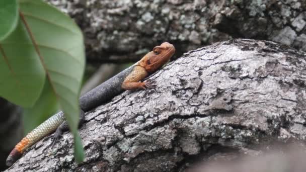 Afrikaanse Roodharige Agama Oranjekop Agama Hagedis Een Boomstam Rond Kalandula — Stockvideo