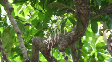 Angola ormanında beyaz orkideler