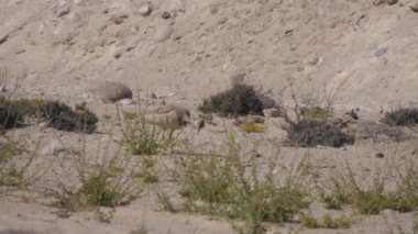 Angola 'daki Rezerv de Namibe' de gürültü yapan iki rppell korhaan.