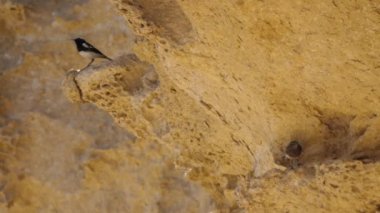 Angola 'daki Rezerv de Namibe' de bir kayanın üzerinde iki kuyrukluyıldız.