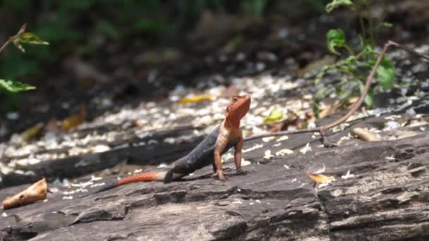African Redhead Agama Orange Headed Agama Lizard Rock Kalandula Falls — Stock video