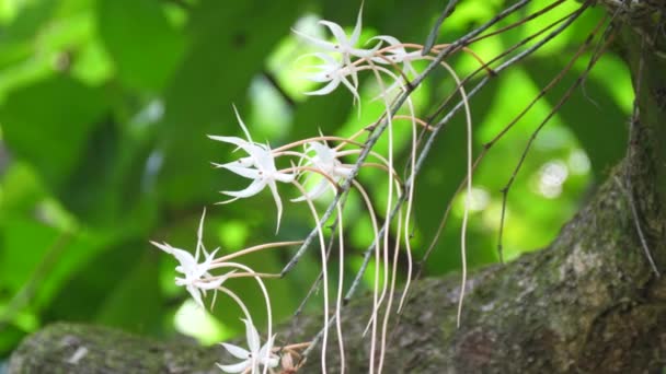 Vita Orkidéer Angolas Skogar — Stockvideo