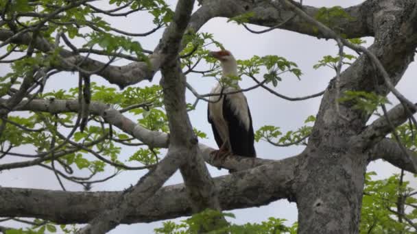 Angola Daki Reserva Namibe Bir Ağaçtaki Palmiye Fıstığı Akbabası — Stok video