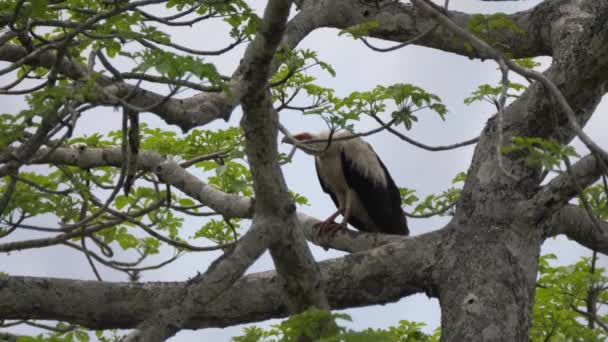 Buitre Nuez Palma Árbol Reserva Namibe Angola — Vídeos de Stock