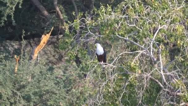 安哥拉伊奥纳国家公园一棵树上的非洲鱼鹰 — 图库视频影像
