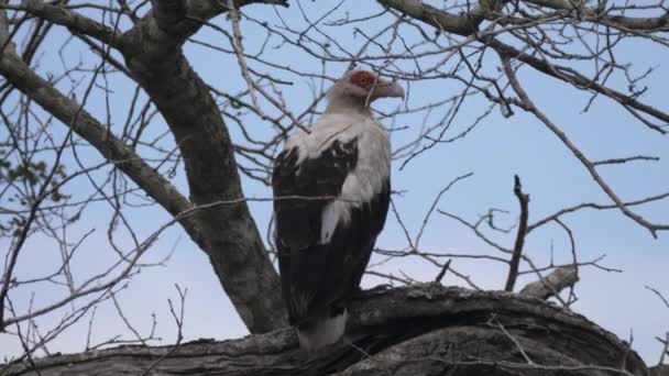 Buitre Nuez Palma Árbol Parque Nacional Quicama Angola — Vídeos de Stock