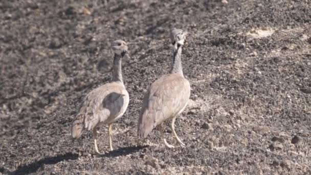 Deux Rppells Korhaan Faisant Bruit Reserva Namibe Angola — Video