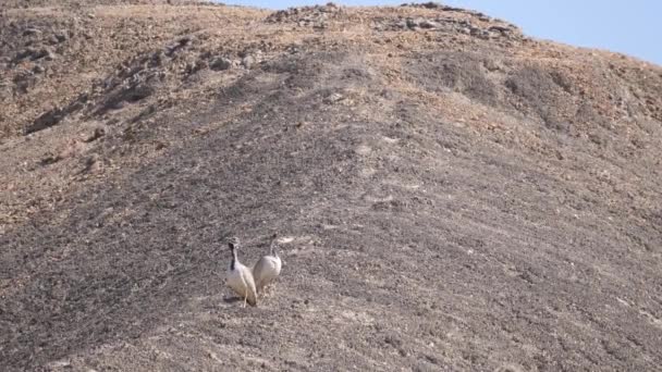Δύο Rpells Korhaan Κάνουν Θόρυβο Στο Reserva Namibe Στην Αγκόλα — Αρχείο Βίντεο