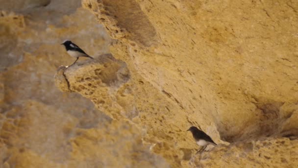 Dwa Górskie Zboża Skale Reserva Namibe Angoli — Wideo stockowe