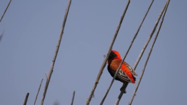 Oiseau Tisserand Rouge Sur Une Branche Reserva Namibe Angola — Video