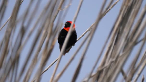 Angola Daki Rezerv Namibe Bir Dalda Kırmızı Dokumacı Kuşu — Stok video