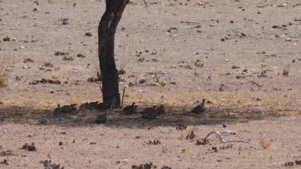 Group Common Quails Tree Reserva Namibe Angola — Stock Video