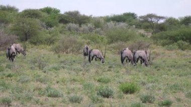 Merkez Kalahari Oyun Rezervinde Gemsbok Sürüsü, Botswana