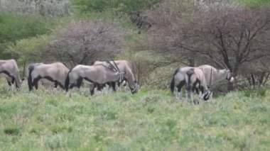 Merkez Kalahari Oyun Rezervinde Gemsbok Sürüsü, Botswana