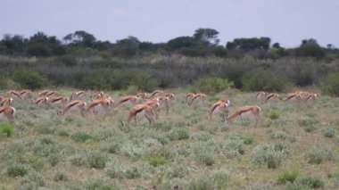 Springbok Sürüsü Merkez Kalahari Oyun Rezervi, Botswana 'da otluyor