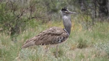 Afrika 'ya özgü en büyük uçan kuş olan Kori bustard Botswana' daki Merkez Kalahari Oyun Rezervi 'nde geziniyor.