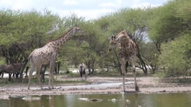 Botsvana 'daki Merkez Kalahari Oyun Rezervi' nde bir su havuzunda iki zürafa.