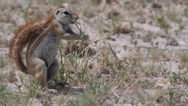 Esquilo Terrestre Africano Comendo Grama Central Kalahari Game Reserve Botsuana — Vídeo de Stock