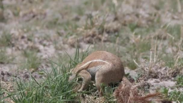 Esquilo Terrestre Africano Comendo Grama Central Kalahari Game Reserve Botsuana — Vídeo de Stock