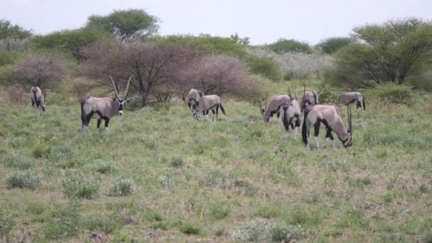 Stado Gemsbok Central Kalahari Game Reserve Botswana — Wideo stockowe