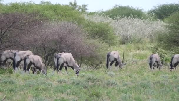 Пан Стада Гемсбоков Центральном Заповеднике Калахари Ботсвана — стоковое видео