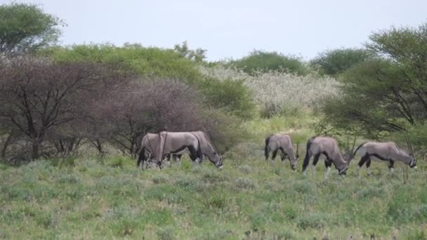 Manada Gemsbok Reserva Caza Central Kalahari Botswana — Vídeos de Stock
