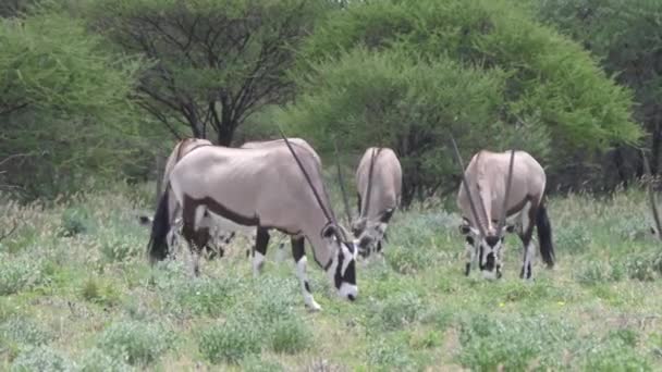 Close Herd Gemsbok Grazing Central Kalahari Game Reserve Botswana — Stock Video