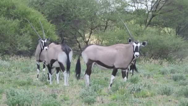 Zbliżenie Stada Gemsbok Central Kalahari Game Reserve Botswana — Wideo stockowe