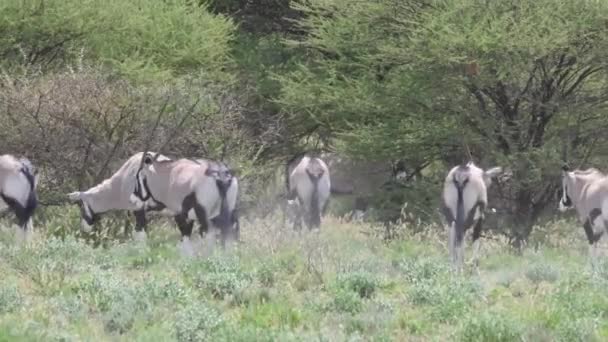 Troupeau Gemsbok Dans Réserve Centrale Kalahari Botswana — Video
