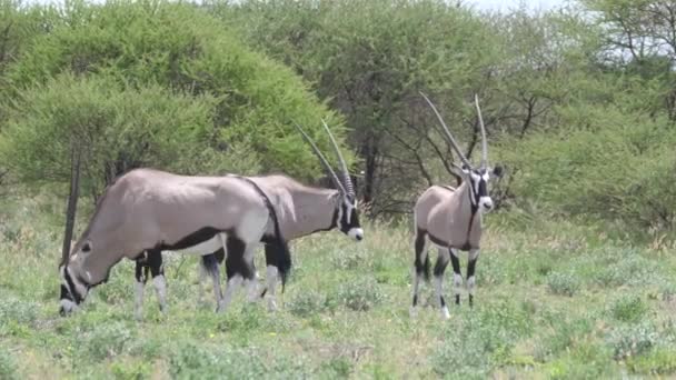 Gros Plan Troupeau Gemsbok Dans Réserve Centrale Kalahari Botswana — Video