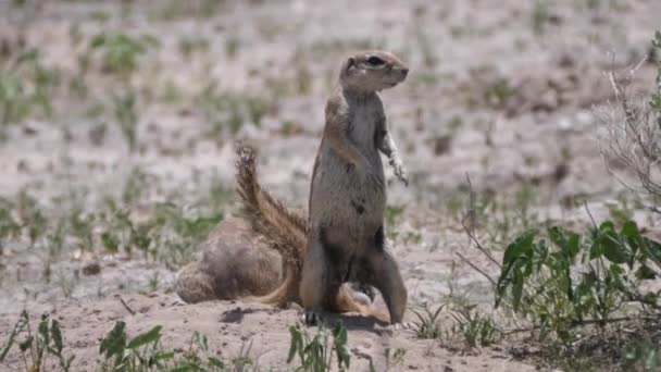 Dos Ardillas Tierra Africana Reserva Caza Central Kalahari Botswana — Vídeo de stock