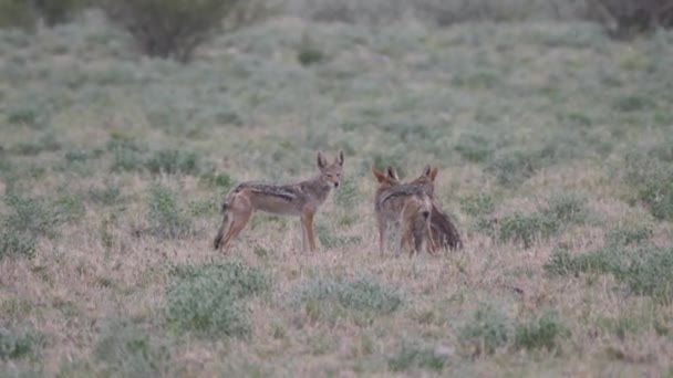 Trzy Szakale Central Kalahari Game Reserve Botswana — Wideo stockowe