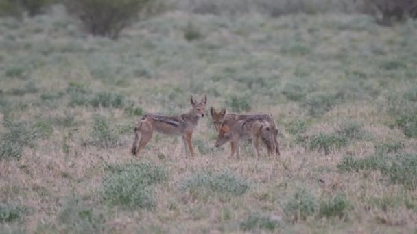 Drie Zwarte Jakhals Centraal Kalahari Natuurreservaat Botswana — Stockvideo