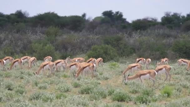 Herd Springbok Grazing Central Kalahari Game Reserve Botswana — Stock Video