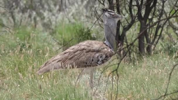 Kori Bustard Largest Flying Bird Native Africa Walking Central Kalahari — Stock Video