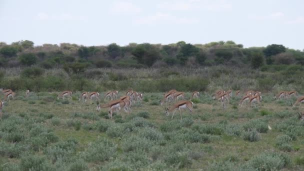 博茨瓦纳中卡拉哈里野生动物保护区的Springbok牧民 — 图库视频影像