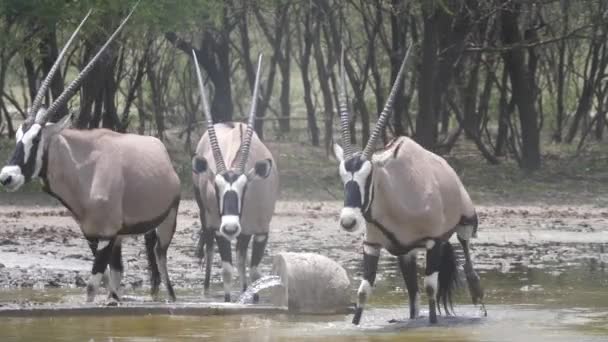 Tres Gemsbok Caminando Una Piscina Agua Reserva Caza Central Kalahari — Vídeo de stock