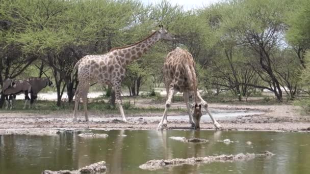 Δύο Καμηλοπάρδαλη Πίνοντας Από Μια Λίμνη Στο Central Kalahari Game — Αρχείο Βίντεο