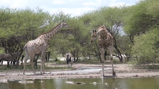 博茨瓦纳中卡拉哈里野生动物保护区一个水池边的两只长颈鹿 — 图库视频影像