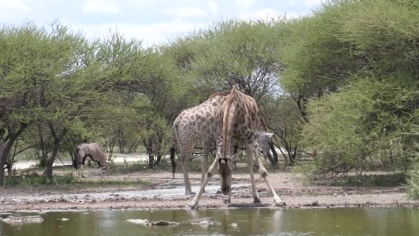 Zwei Giraffen Einem Wasserpool Central Kalahari Game Reserve Botswana — Stockvideo