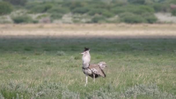 Kori bustard le plus grand oiseau volant originaire d'Afrique se promenant dans la savane de Central Kalahari Game Reserve, Botswana